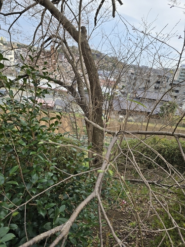 Foto de Cerejeira