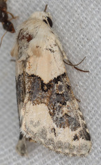 Triocnemis saporis