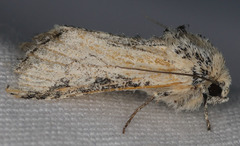 Crimona pallimedia