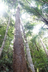 Dipterocarpus borneensis