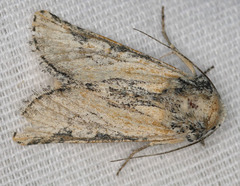 Crimona pallimedia
