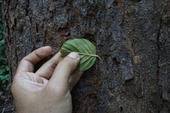Dipterocarpus borneensis