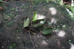 Dipterocarpus borneensis