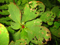 Berberis amurensis