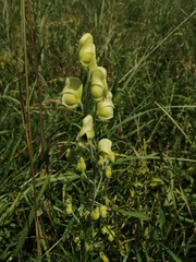 Aconitum anthora