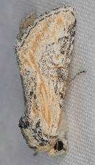 Crimona pallimedia