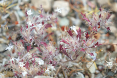 Langloisia setosissima