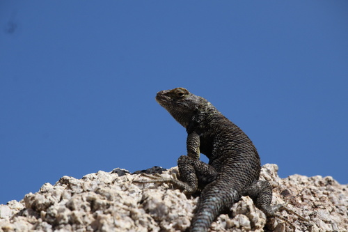 iNaturalist observation photo of Western Fence Lizard
