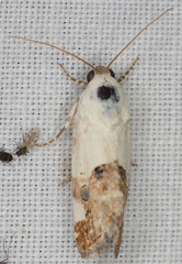 Ponometia elegantula