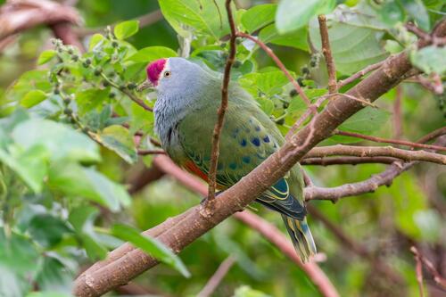 Ptilinopus roseicapilla observed 2025-03-27