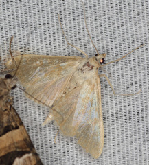 Mimorista trimaculalis