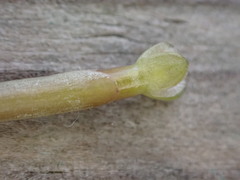 Vallisneria spiralis