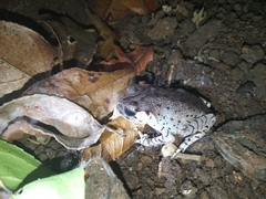 Leptobrachium hasseltii