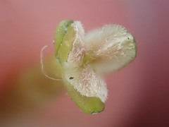 Vallisneria spiralis