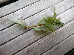 Potamogeton × nitens