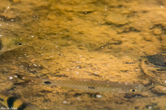 Rasbora elegans