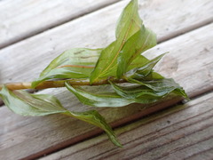 Potamogeton × nitens