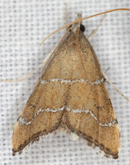 Aethiophysa extorris