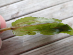 Potamogeton × nitens