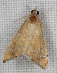 Aethiophysa extorris