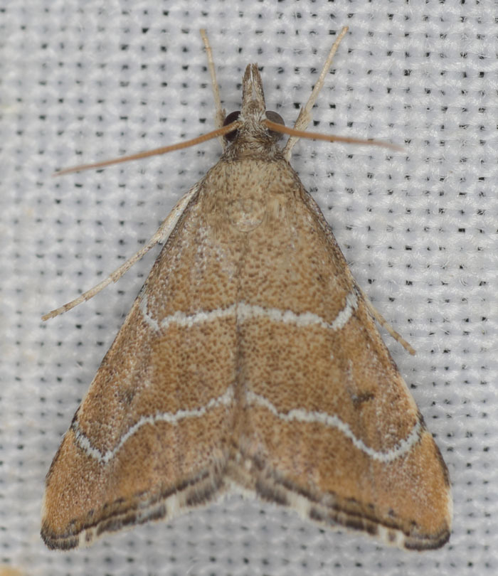 Aethiophysa extorris