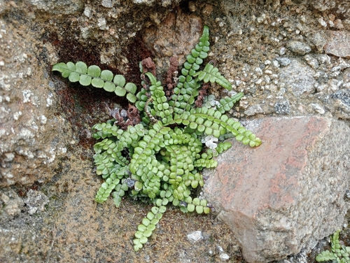 Image of Shore Hard Fern (Blechnum banksii) by (c) John Barkla, some rights reserved (CC BY)