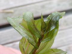 Potamogeton × nitens