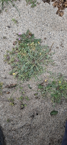 Hypecoum procumbens, photograph 6