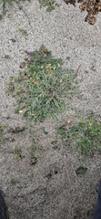 Hypecoum procumbens, photograph (c) Franck Cabot, some rights reserved (CC BY)