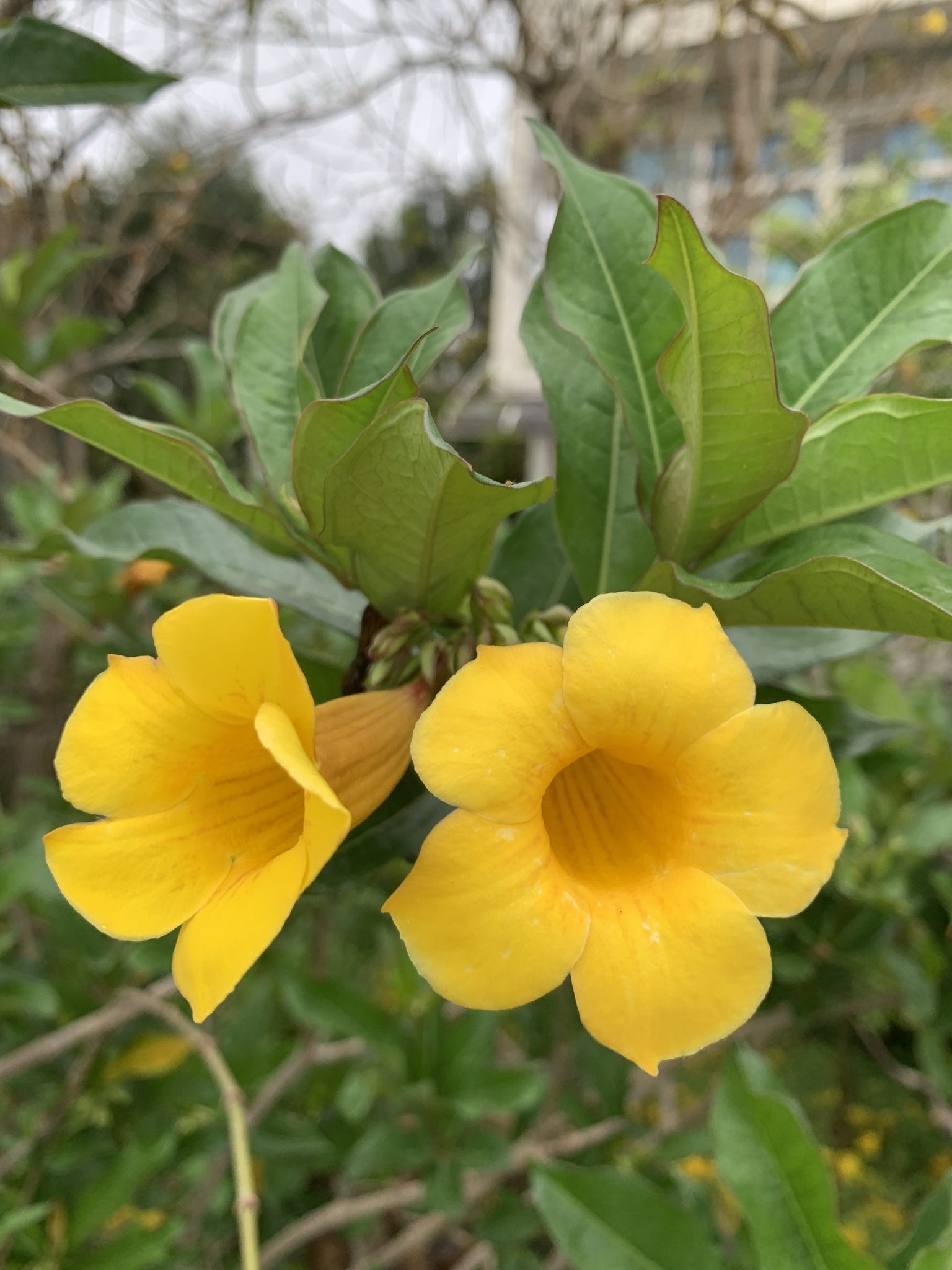 Imagem de Allamanda-anã