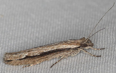 Ypsolopha flavistrigella