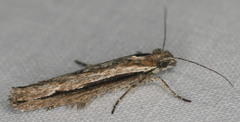 Ypsolopha flavistrigella