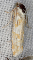 Argyrotaenia paiuteana