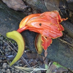 Spathodea campanulata