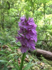 Dactylorhiza foliosa