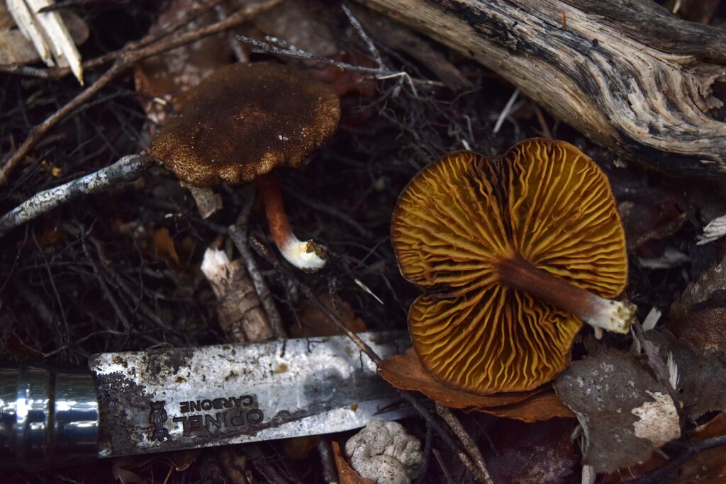 Phylloporus novae-zelandiae · March 2025 · photo: © davidwhyte (iNaturalist, cc-by-sa)