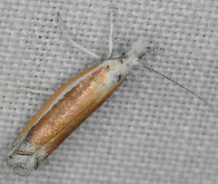 Ypsolopha delicatella