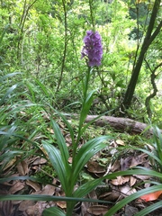 Dactylorhiza foliosa