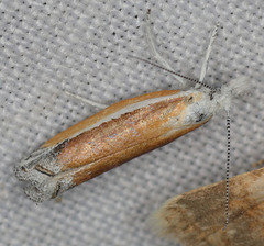 Ypsolopha delicatella