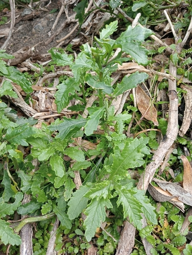 Image of Senecio biserratus by (c) John Barkla, some rights reserved (CC BY)
