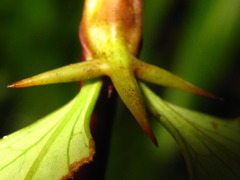 Berberis amurensis