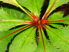 Berberis amurensis