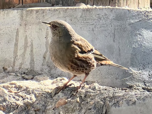 Alpine Accentor