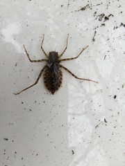 Epophthalmia elegans