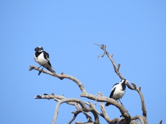 Grallina cyanoleuca