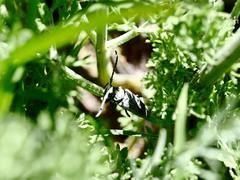 Phytoecia antoniae
