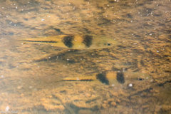 Striuntius lateristriga