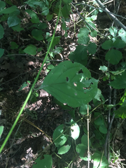 Cornus mas