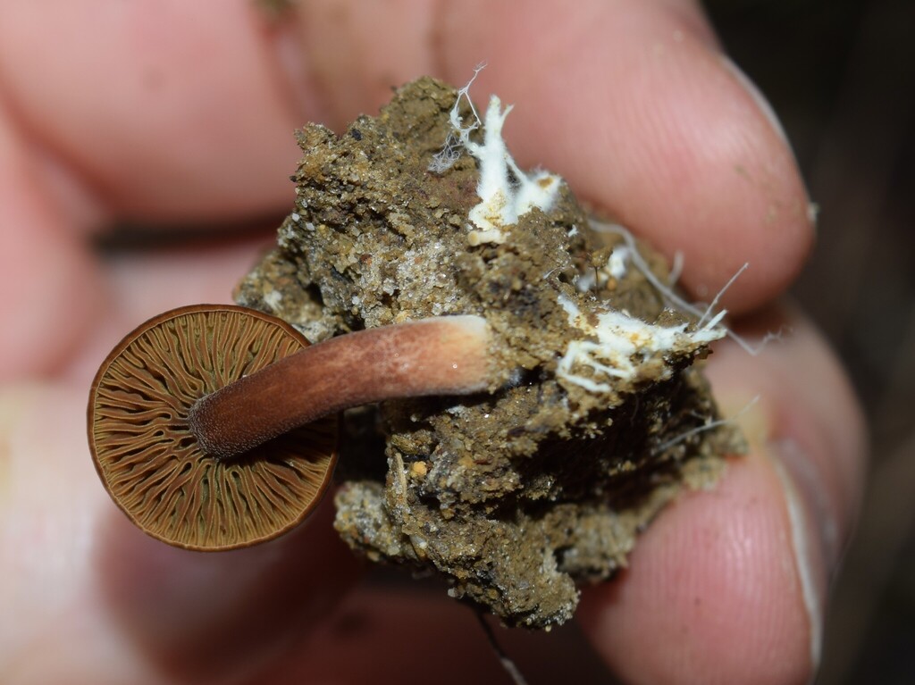 Phylloporus novae-zelandiae · March 2025 · photo: © davidwhyte (iNaturalist, cc-by-sa)