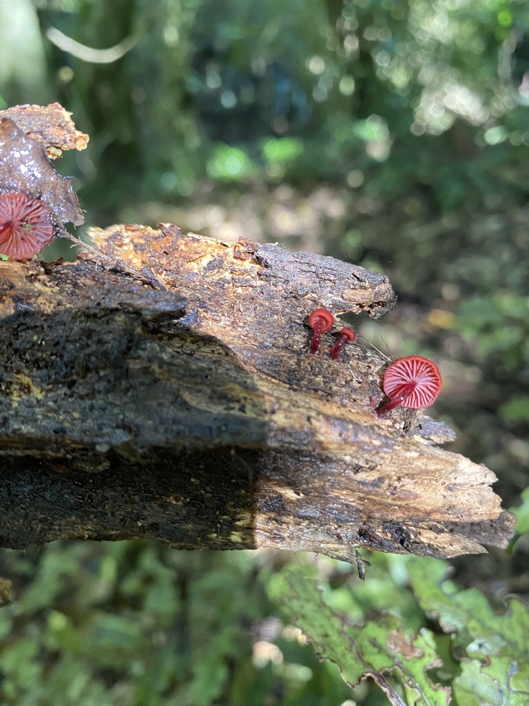 Cruentomycena viscidocruenta · March 2025 · photo: © caitlin_anderson1 (iNaturalist, cc-by)
